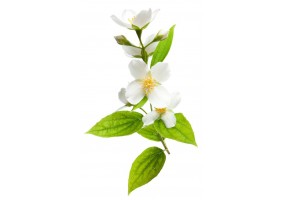 Sticker jasmin plante