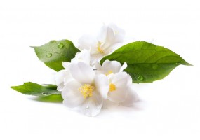 Sticker fleur jasmin avec feuilles