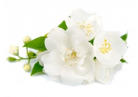 Sticker fleur jasmin