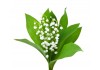 Sticker muguet