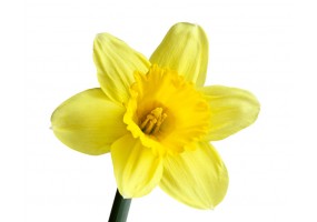 Autocollant narcisse