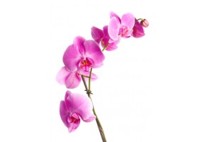 Autocollant orchidée