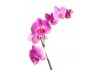 Autocollant orchidée