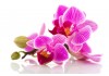 Sticker orchidée