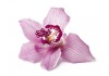 Sticker orchidée