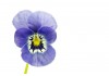 Sticker fleur Pensée