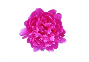 Autocollant Pivoine