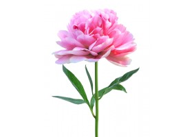 Sticker mural Pivoine