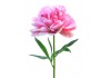 Sticker mural Pivoine