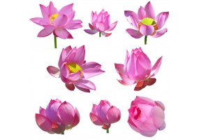 Autocollant Nénuphar