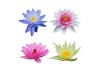Sticker Nénuphar deco