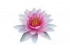 Sticker Nénuphar fleur