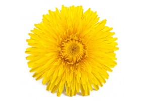 Sticker Pissenlit jaune