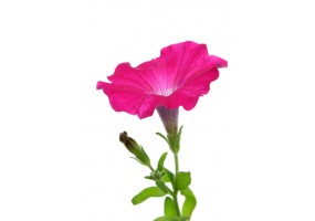 Autocollant Pétunia