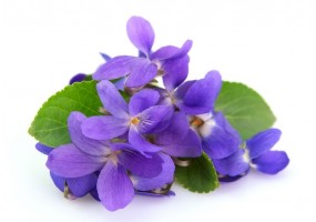 Autocollant Violette