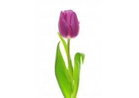 Autocollant Tulipe