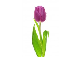 Sticker Tulipe