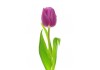Autocollant Tulipe