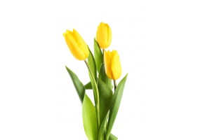 Sticker mural Tulipe fleur