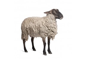 Sticker mouton