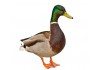 Sticker canard col vert