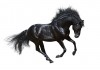 Sticker cheval noir