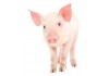 Sticker petit cochon