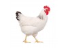 Sticker poule blanche