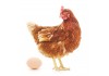 Sticker poule MARRON