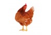 Sticker poule MARRON