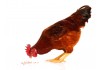 Sticker poule