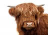 Sticker vache écossaise