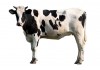 Sticker vache