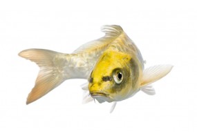 Sticker carpe koi jaune vif