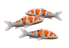 Sticker petites carpe koi