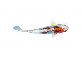 Sticker carpe koi blanc et rouge