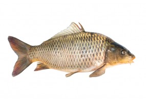 Autocollant mural carpe koi