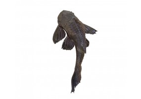 Autocollant poisson chat