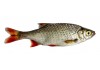 Sticker poisson rotengle