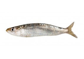 Autocollant poisson sardine