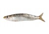 Sticker poisson sardine