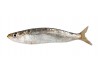 Autocollant poisson sardine