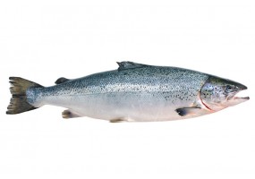 Autocollant saumon