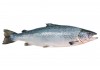 Sticker poisson saumon