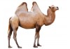 Sticker chameau