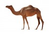 Sticker chameau