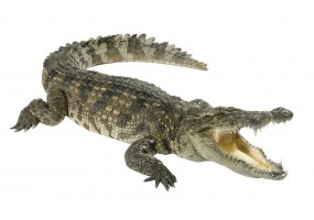 Sticker crocodile