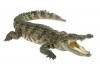 Sticker crocodile