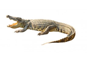 Sticker crocodile