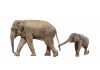 Sticker éléphant maman avec bebe